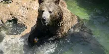 Slovacchia: carne di orso bruno in vendita tra polemiche e critiche ambientaliste