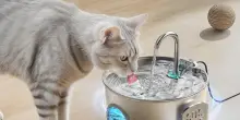 Gatti felici, padroni tranquilli: la fontana che filtra e rinfresca è ora in offerta