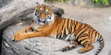 “Donate animali domestici per sfamare leoni, tigri e linci”: lo ‘zoo degli orrori’ che indigna la Danimarca