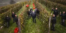 Ascheri: brindisi alle Langhe. Nel calice una soave sinfonia
