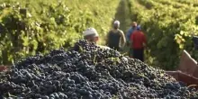 Vendemmia 2025, Italia leader mondiale