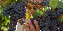 I produttori italiani di vini: "Danni per mezzo miliardo. Ma gli Usa perdono di più"