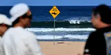 Australia, surfista massacrato da un grande squalo. Chiuse diverse spiagge vicino a Sydney
