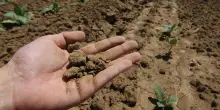 Cinque cose da sapere sul prossimo fondo agricolo dell’UE