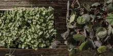 Sorprese in tavola. I prodotti altoatesini che non ti aspetti