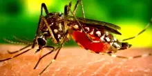 Virus West Nile, altre due vittime. Massima allerta in Campania e Lazio