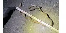 Serpente di un metro manda in tilt l’alta velocità in Giappone. E no, non era sui binari