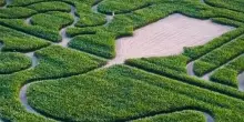 Perdersi e... ritrovarsi. Parte il grande viaggio nei labirinti di mais