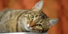 La passione giapponese per i gatti. Un viaggio (anche) letterario