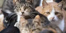 Anche i gatti vanno incontro alla demenza senile: 8 segnali d’allarme da non sottovalutare