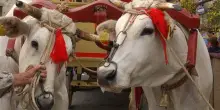 Matera, buoi sulla folla alla festa di Accettura: 5 feriti, uno è grave