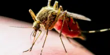 West Nile, se un donatore di sangue è positivo cosa succede? Il punto di Luciana Teofili