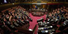 Il Senato approva il ddl per i reati contro gli animali