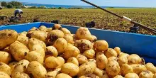 Un frutto della terra. Dal produttore al consumatore