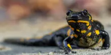 Allarme estinzione per gli anfibi: i cambiamenti climatici mettono a rischio migliaia di specie