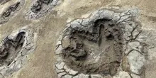 Nuove impronte di dinosauro scoperte in Inghilterra: oltre 200 metri nella cava di Dewars Farm