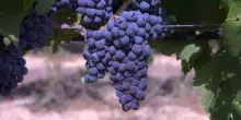 Scatta vendemmia in anticipo per caldo, attesi 45 mln ettolitri