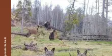 Rapporto Grandi Carnivori 2024: Nascite di orsi in crescita in Trentino, popolazione di lupi stabile