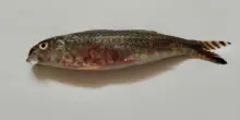 Triglia aliena del Mar Rosso a Torre del Greco (Napoli). Il professore: “Tirreno capolinea naturale delle specie lessepsiane”