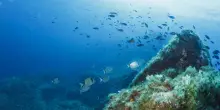 "Specie aliene e caldo estremo minacciano il Mare Nostrum"