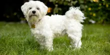 Cane sequestrato per riscatto, l’odissea di Cindy: rapita da un 16enne