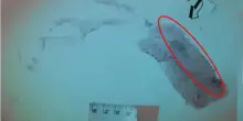 Impronta 33: Nessun Sangue sulla Traccia Attribuita ad Andrea Sempio