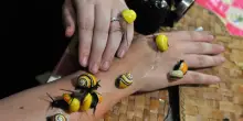 Missione per salvare dall'estinzione le lumache Polymita