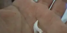 Denti di squalo e conchiglie protette: il contrabbando passa (anche) dai bagagli aerei