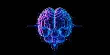 Gli scienziati “coltivano” mini cervelli umani: così nascono i biocomputer fatti di cellule viventi