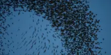 Migrazione autunnale, le rotte e i luoghi migliori per ammirare lo spettacolare viaggio degli uccelli nei cieli d’Italia