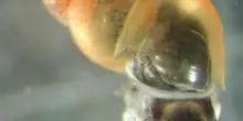 Scoperta lumaca invasiva neozelandese nella Trieste sotterranea