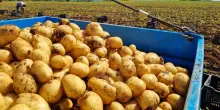 L’antenato della patata? Il pomodoro. Così si è evoluto (e adattato) il tubero più diffuso al mondo