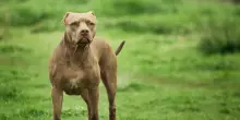 Bimba di due anni azzannata alla testa dal pitbull dei nonni