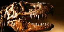Scoperto un nuovo dinosauro, stretto parente del Tyrannosaurus Rex