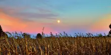 Luna piena di settembre 2025: la Luna del Raccolto e l’eclissi totale