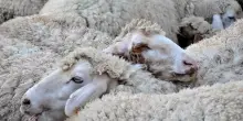 Blue tongue, scoperto in Sardegna il sierotipo 5: “Mai rilevato prima in Europa”. Finora era presente solo negli Usa