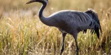 Perché l’aviaria (che ha fatto strage di gru) fa così paura: i rischi