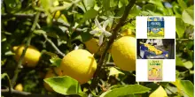 Succo di limone italiano, Gruppo Polenghi acquisisce la californiana Nielsen Citrus