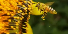 Giornata mondiale delle api, perché sono così importanti per la vita sulla Terra