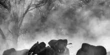 “Ghost Elephants“. Il docu-sogno di Werner Herzog