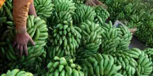 Del Monte getta la spugna e fa bancarotta, chiesto il Chapter 11