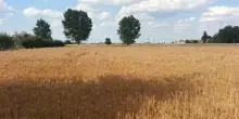 Agricoltura, l’allarme di Assofertilizzanti: vietare l’uso dell’urea abbatterebbe del 45% il valore della filiera