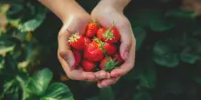 Maggio, il mese delle fragole: dolci, leggende e curiosità da scoprire