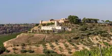 Tenuta Feudi. Pisciotti. Il vino è arte e passione