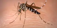 Zanzare e virus, il bollettino Iss: “Da inizio anno 83 casi di Dengue, 51 di Chykungunya e 5 di West Nile”