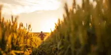 Giugno tra proverbi e tradizioni: cosa racconta il folklore del mese