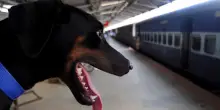 I cani viaggiano gratis su Frecce e Intercity fino al 15/9