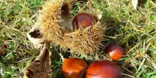 È tempo di ’boröle’. Ecco la regina del bosco autunnale