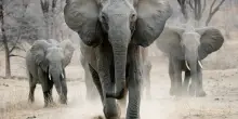 Elefante travolge e uccide due turiste: safari fatale in Zambia