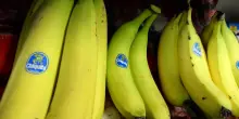 Chiquita Panama licenzia tutti i lavoratori in sciopero contro la riforma delle pensioni